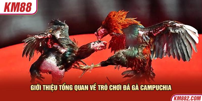 Giới thiệu tổng quan về trò chơi đá gà Campuchia