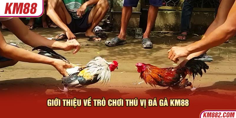 Giới thiệu về trò chơi thú vị đá gà KM88