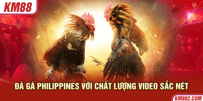 Đá gà Philippines với chất lượng video sắc nét