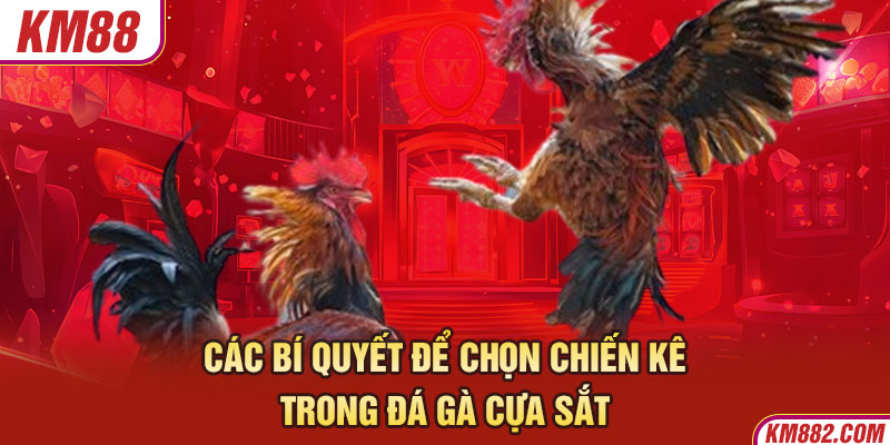 Các bí quyết để chọn chiến kê trong đá gà cựa sắt