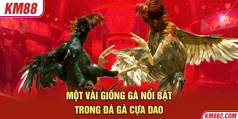 Một vài giống gà nổi bật trong đá gà cựa dao