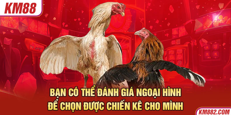 Bạn có thể đánh giá ngoại hình để chọn được chiến kê cho mình