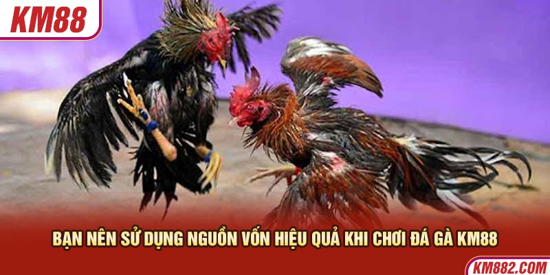 Bạn nên sử dụng nguồn vốn hiệu quả khi chơi đá gà KM88